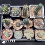 Cactus Collocation-6