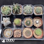 Cactus Collocation-7