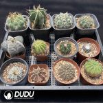 Cactus Collocation-7 - Image 2