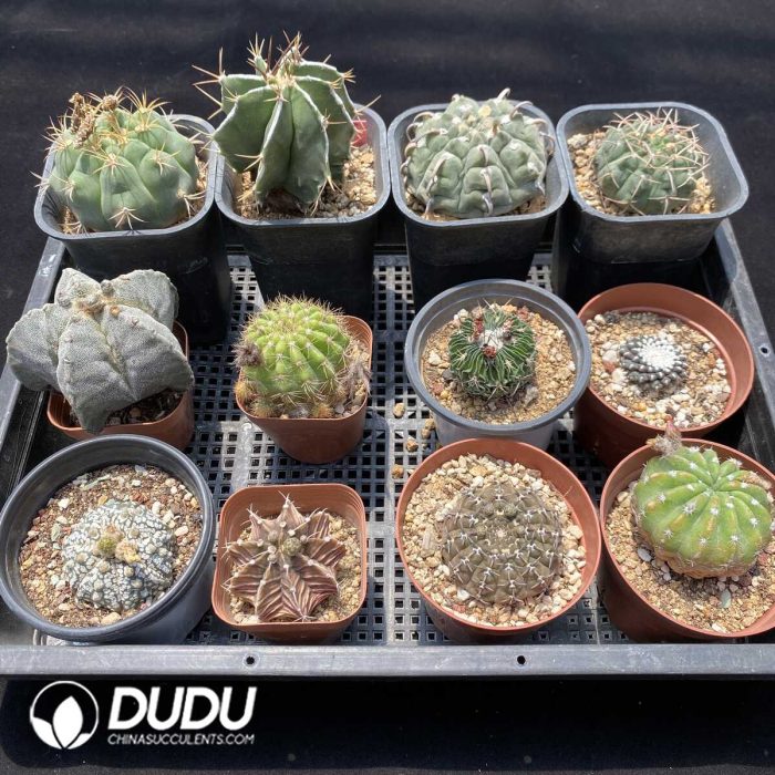 Cactus Collocation-7 - Image 2