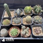 Cactus Collocation-8 - Image 2