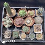 Cactus Collocation-9