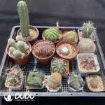 Cactus Collocation-9 - Image 2