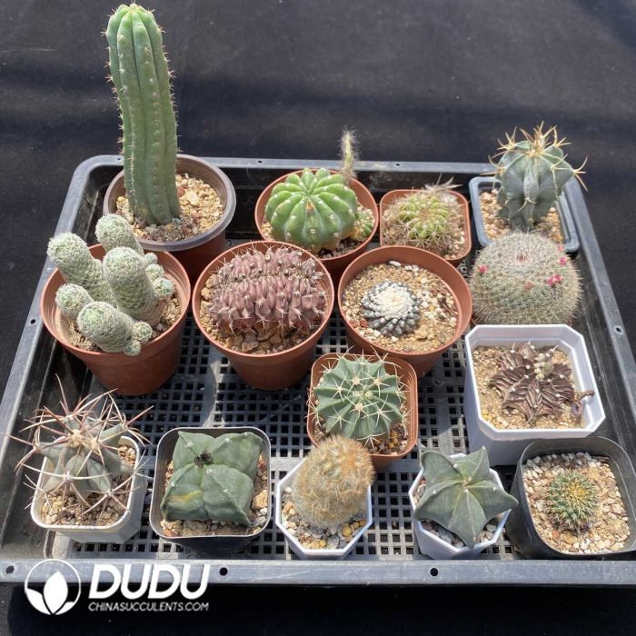 Cactus Collocation-9 - Image 2