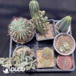 Cactus Collocation-10