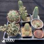 Cactus Collocation-10 - Image 2