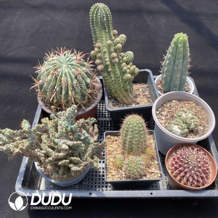 Cactus Collocation-10 - Image 2