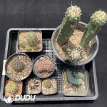 Cactus Collocation-11