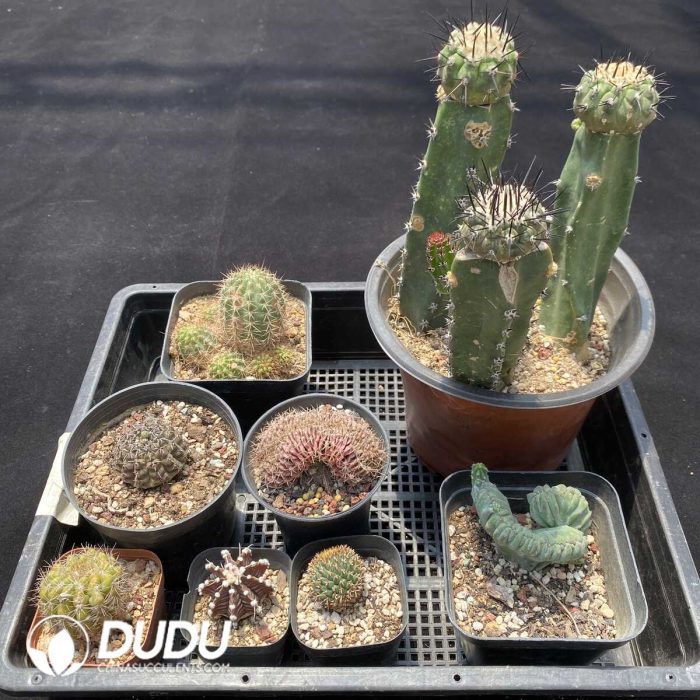 Cactus Collocation-11 - Image 2