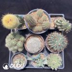 Cactus Collocation-12