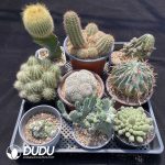 Cactus Collocation-12 - Image 2