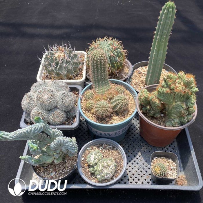 Cactus Collocation-13 - Image 2