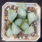 Haworthia Snowflake