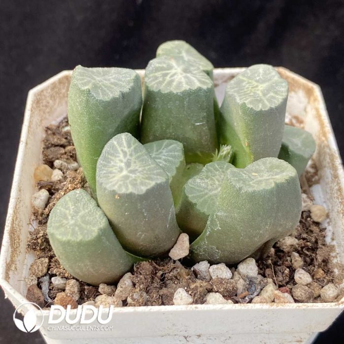 Haworthia Snowflake - Image 2