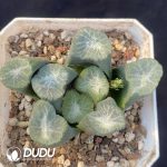 Haworthia Qinglong maughanii