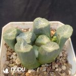 Haworthia Qinglong maughanii - Image 2