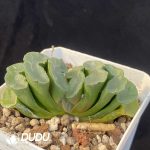 Haworthia Nuochuang truncata - Image 2