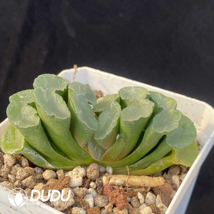 Haworthia Nuochuang truncata - Image 2