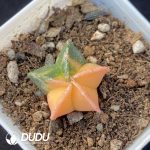 Astrophytum Small myriostigma variegata