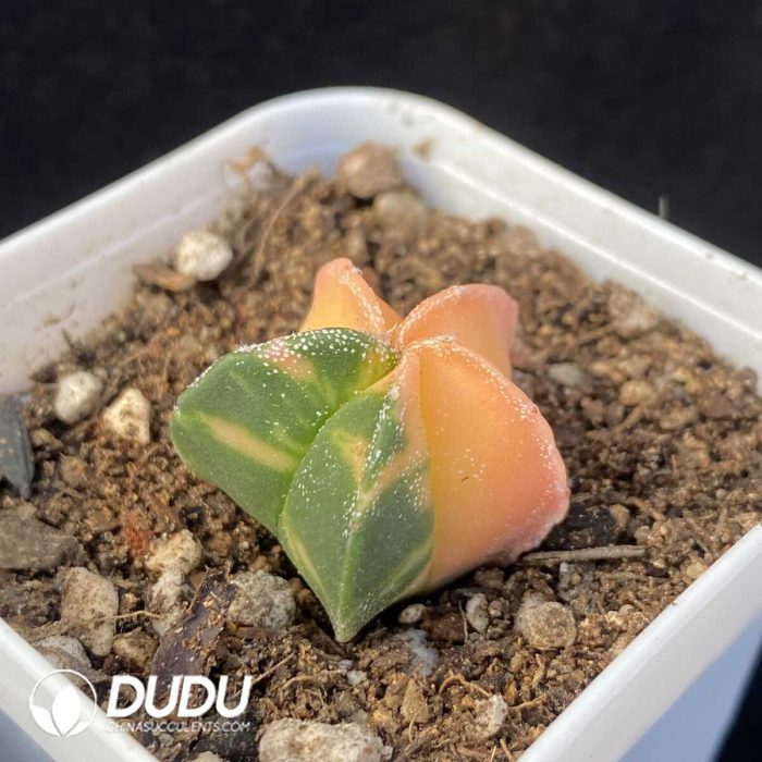 Astrophytum Small myriostigma variegata - Image 2