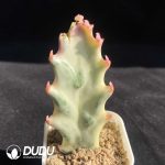 Euphorbia trigona (Cutting, Without root)