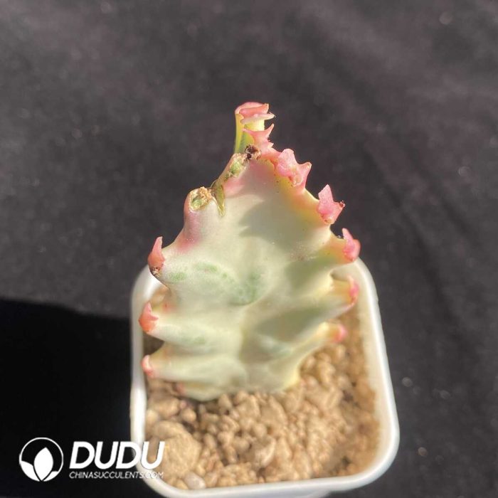 Euphorbia trigona (Cutting, Without root) - Image 2