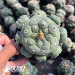 Lophophora whitebait Clustering