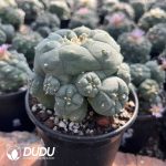 Lophophora whitebait Clustering - Image 2