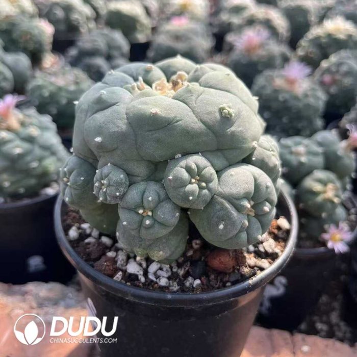 Lophophora whitebait Clustering - Image 2