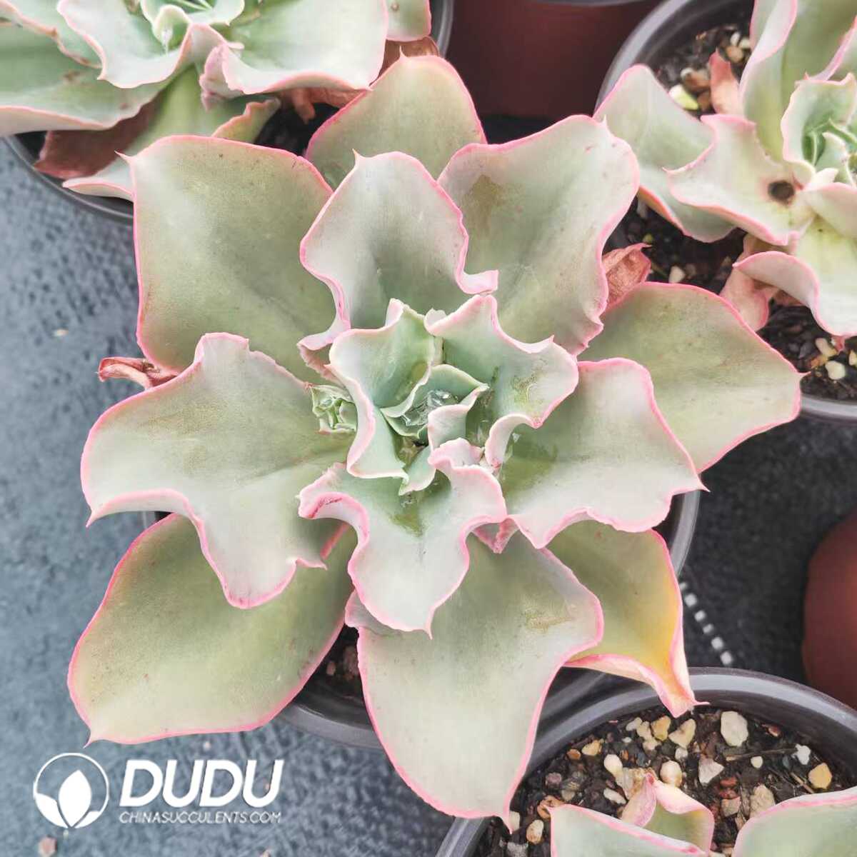 1751952721-e201.jpg $2.43*24pcs Echeveria Fink - Image 1