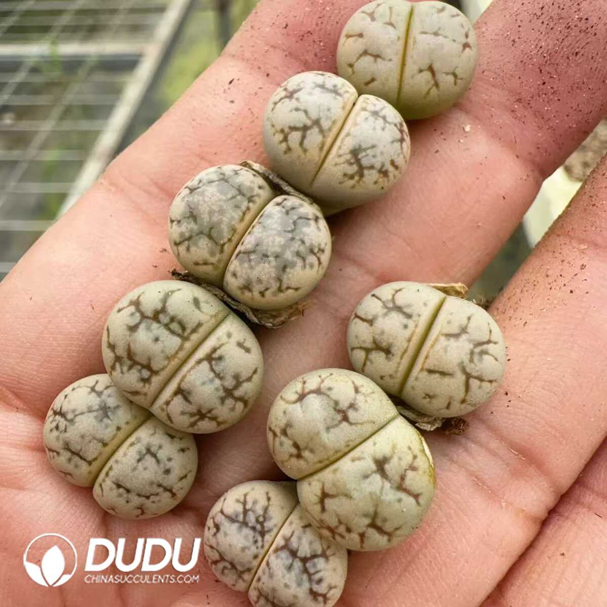 1752044066-e201.jpg Lithops Werneri C188 - Image 1