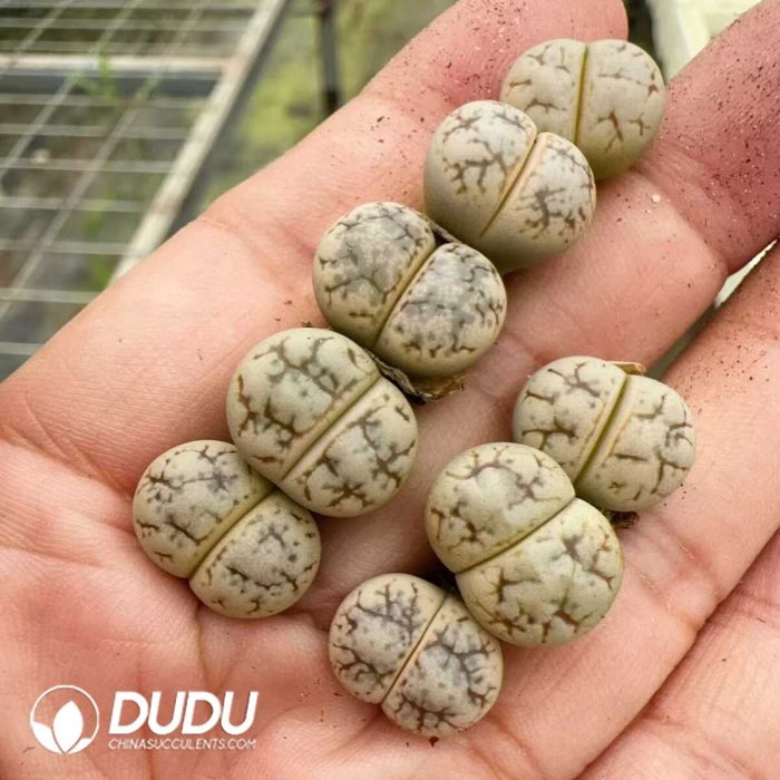 Lithops Werneri C188 - Image 2