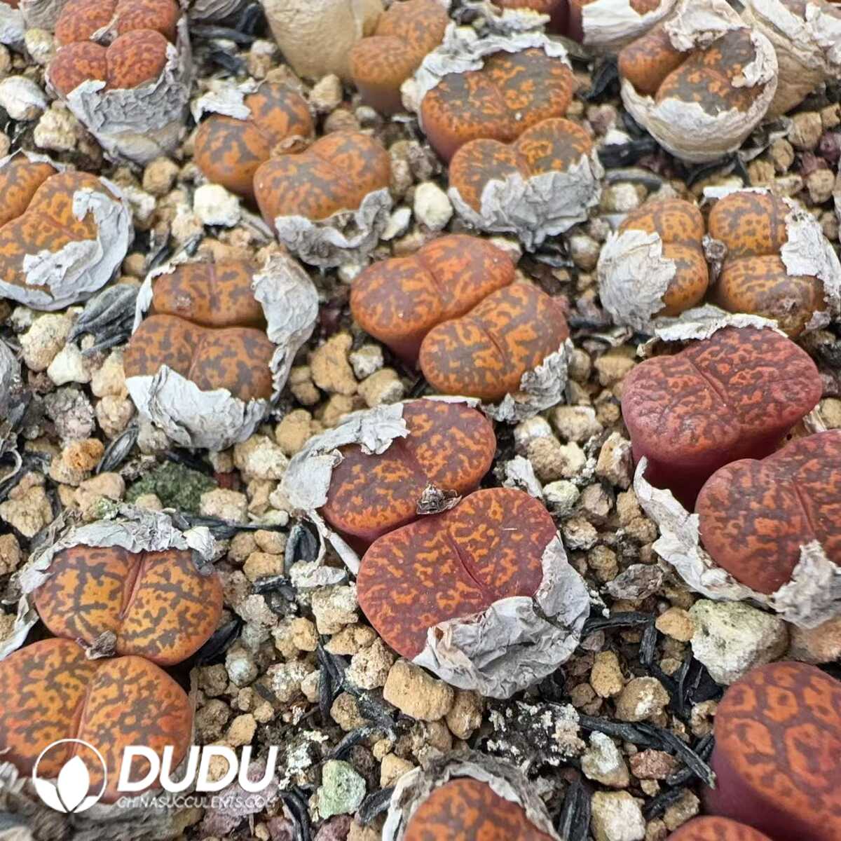 1752044072-e201.jpg Conophytum Red Medal Double Heads - Image 1