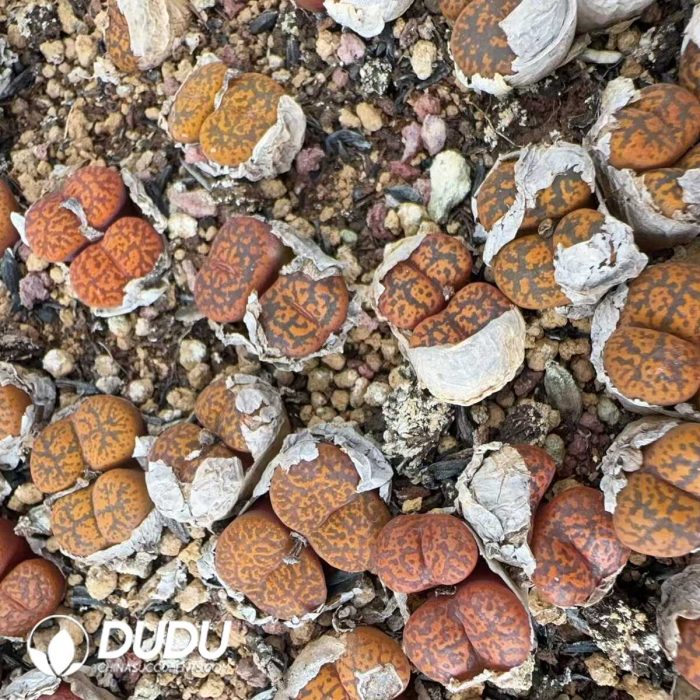 Conophytum Red Medal Double Heads - Image 2