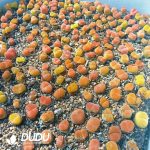 Conophytum Maughanii ssp. Armeniacum CR1228 - Image 2