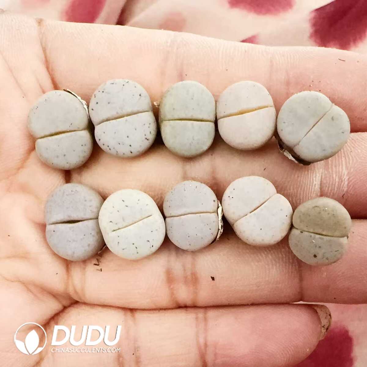 1752044097-e201.jpg Lithops Bai Qu - Image 1