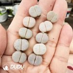 Lithops Bai Qu - Image 2