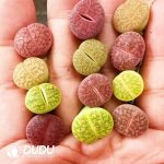 Lithops A Single Arrow Away Colorful Set - Image 2