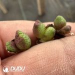 Conophytum Marginatum Karamoepense(2-3 Heads)