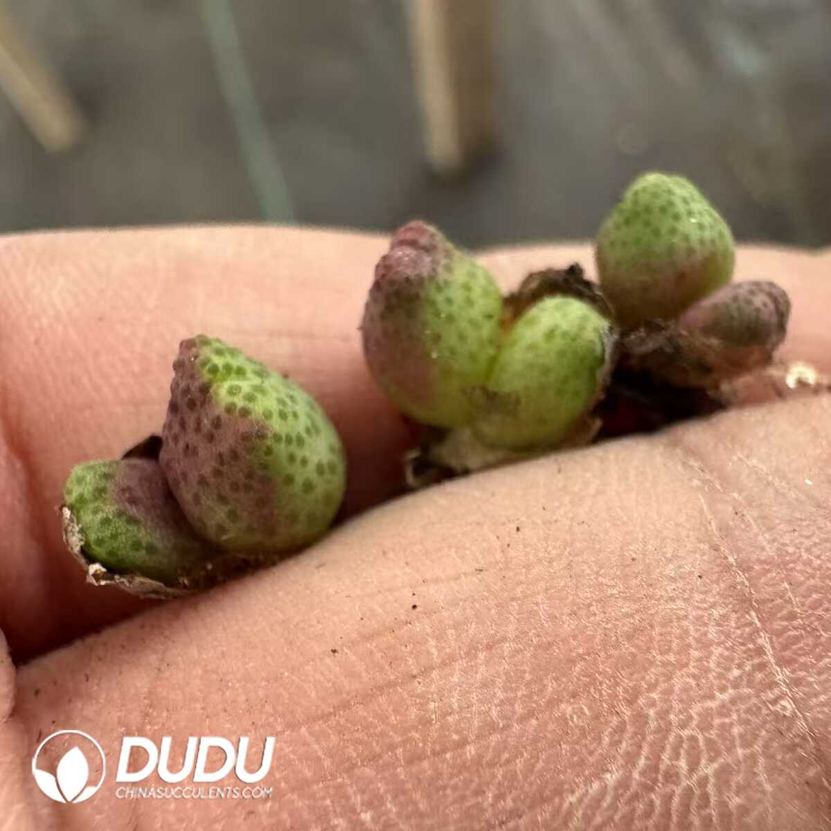 1752044107-e201.jpg Conophytum Marginatum Karamoepense(2-3 Heads) - Image 1