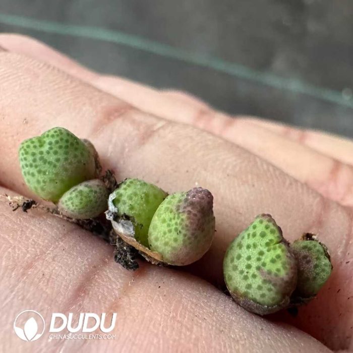 Conophytum Marginatum Karamoepense(2-3 Heads) - Image 2