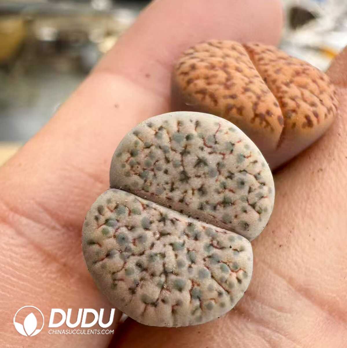 1752044112-e201.jpg Lithops Fulviceps V. Lactinea C222 - Image 1