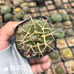 Gymnocalycium Quehlianum