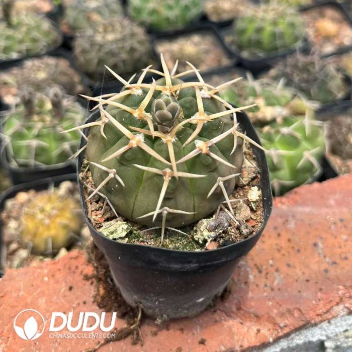 Gymnocalycium Quehlianum - Image 2