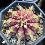 Cactus Gymnocalycium Geometrical Mihanovichii