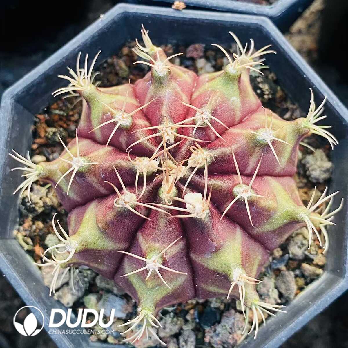 1752471222-e201.jpg Cactus Gymnocalycium Geometrical Mihanovichii - Image 1