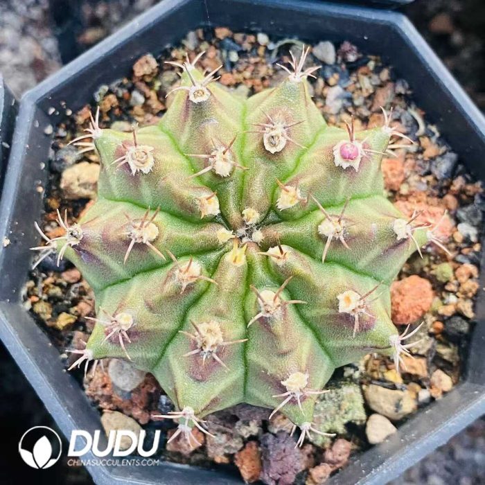 Cactus Gymnocalycium Geometrical Mihanovichii - Image 2