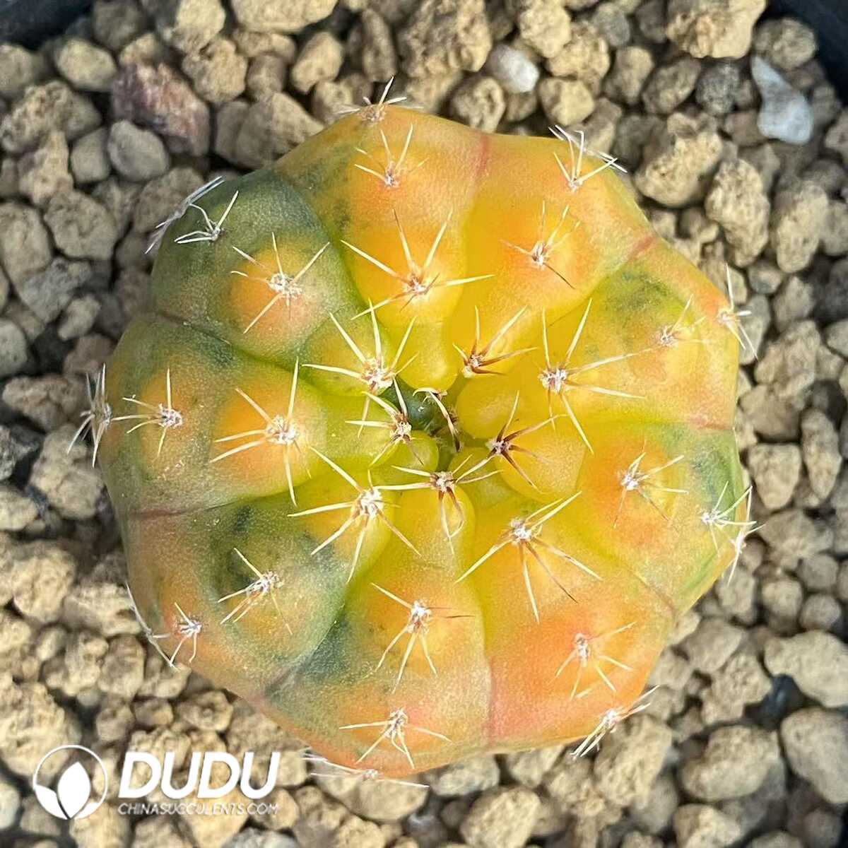 1752471230-e201.jpg Cactus Gymnocalycium Stellatum v. Kleinianum - Image 1