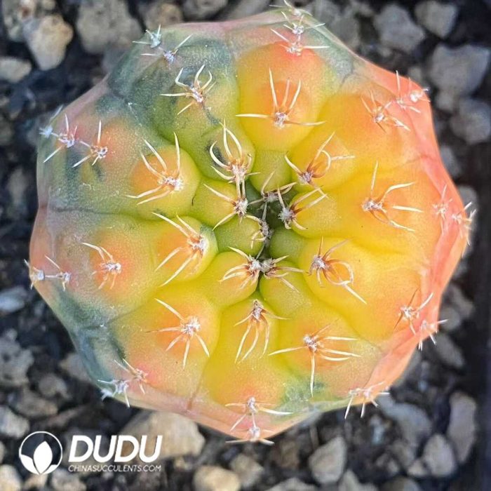 Cactus Gymnocalycium Stellatum v. Kleinianum - Image 3