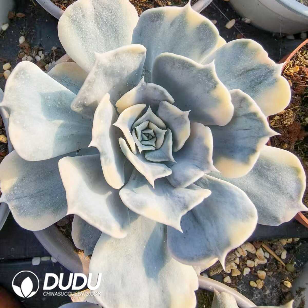 1752556362-e201.jpg Echeveria Lilacina Variegated - Image 1